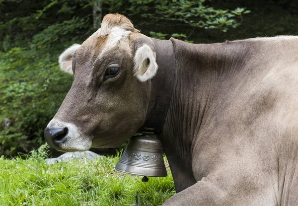 Cow with Bell — Stock Photo, Image