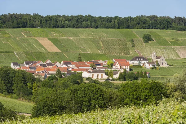 Leuvrigny vingårdar Champagne — Stockfoto