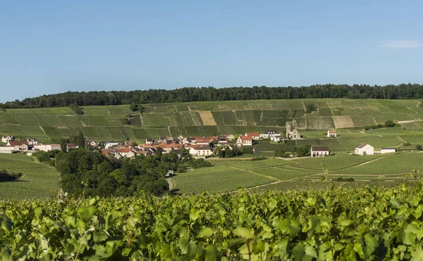 Leuvrigny üzüm bağları Vallee de la Marne