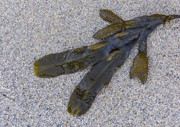 Sahilde deniz yosunu yapraklar