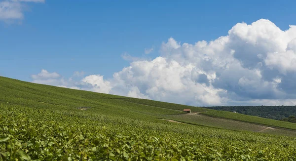 Tincourt Vineyards Campagne — Stock Photo, Image