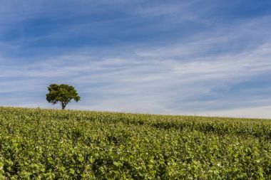 Vineyard Le Breuil
