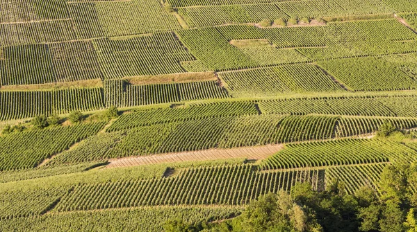 Vineyards Sun Champagne