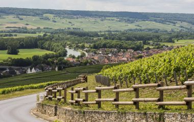 Vineyards of Moet Chandon near Hautvillers clipart