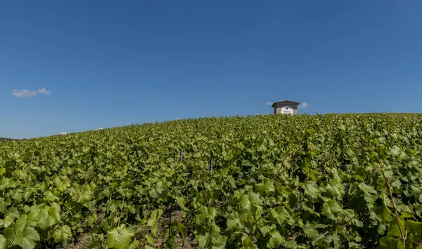 Moet Chandon Vineyards and House — Stock Photo, Image