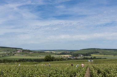 Üzüm bağları işçi