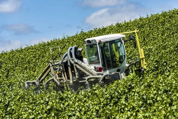 Traktor postřik chemikáliemi vinice — Stock fotografie