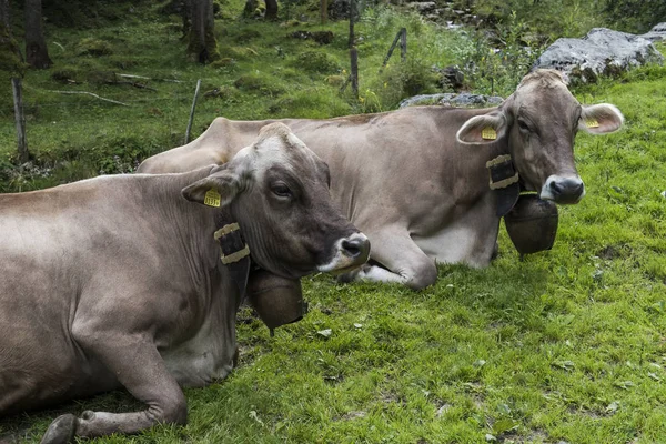 Dos vacas con campanas —  Fotos de Stock