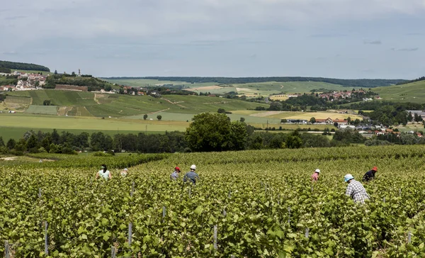 Arbetare i vingården — Stockfoto