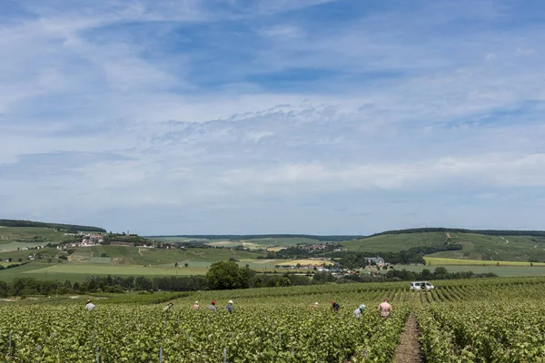 Workers in the Vineyards — Stock Photo, Image