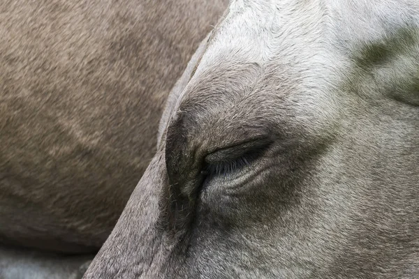 Kuh mit geschlossenen Augen — Stockfoto