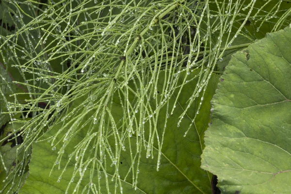 Folhas de Equisetum — Fotografia de Stock