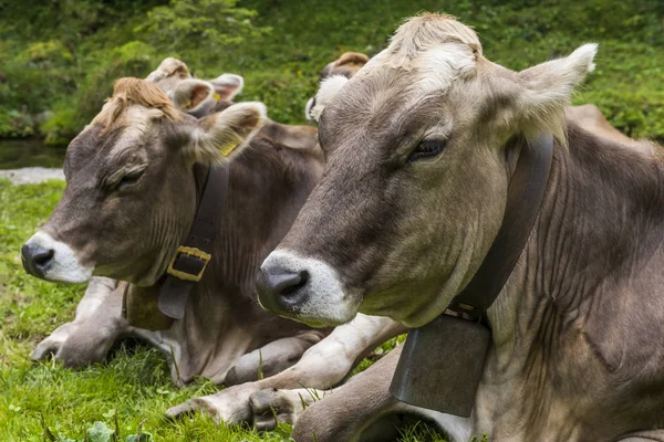 Twee koeien met koebellen — Stockfoto