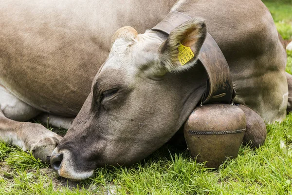 Vaca acostada con campana —  Fotos de Stock