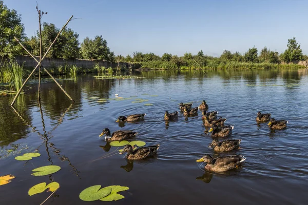 Утки на озере — стоковое фото