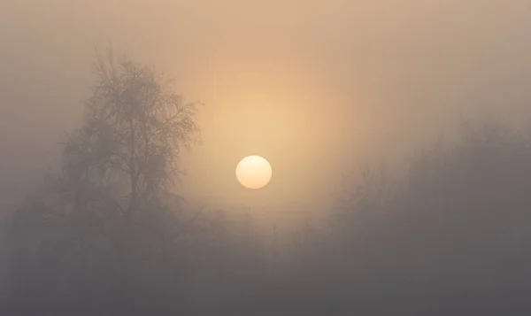 冬天的早晨，在 Muggenbeet — 图库照片