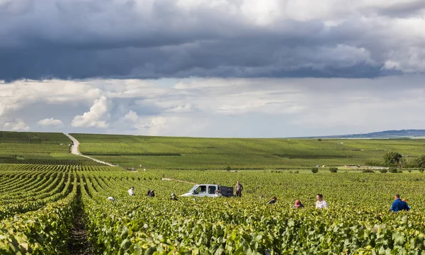 Şampanya Verzy hasat insanlar