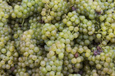 Chardonnay Grapes Harvest Campagne France