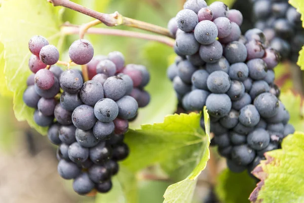 Şampanya Pinot Noir üzüm Fransa — Stok fotoğraf