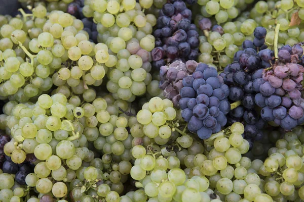 Chardonnay és Pinot Noir betakarítás Campagne — Stock Fotó