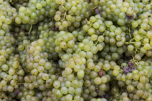 Chardonnay Grapes Harvest Campagne France — стокове фото