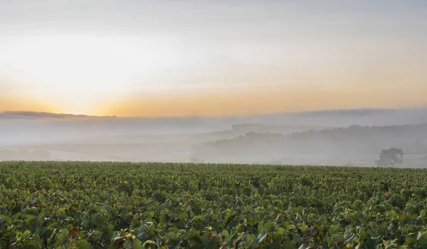 Dimma i den morgonen Villers-Marmery — Stockfoto