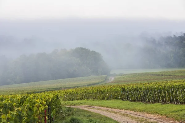 Fog, Road and Vineyard Villers-Marmery — Stock Photo, Image