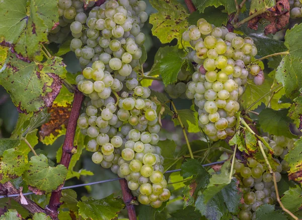 Üzüm Chardonnay sonbaharda hasat — Stok fotoğraf