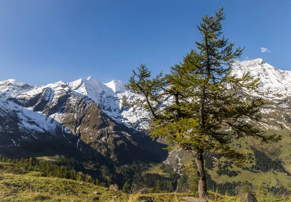 Grosses Wiesbachhorn ve köknar Avusturya — Stok fotoğraf