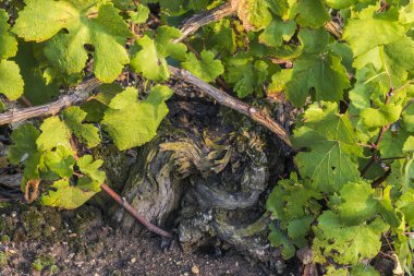 Eski şampanya bölgesi asma