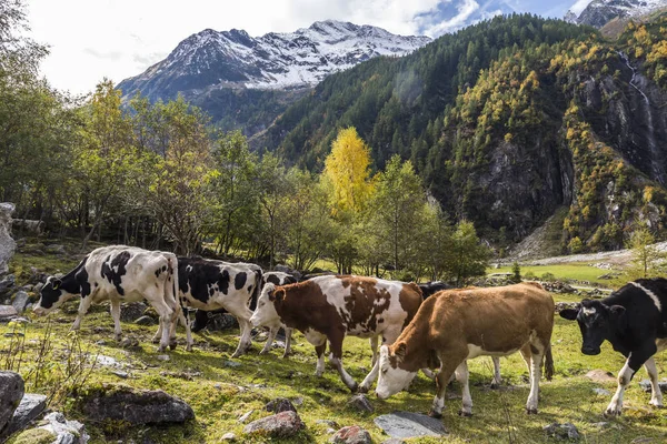 Habachtal with Cows Austria — Stock Photo, Image