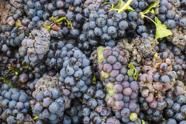 Harvest Pinot Noir Verzernay — Stok fotoğraf