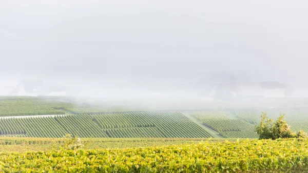 Misty valley with vineyard Villers-Marmery — Stock Photo, Image