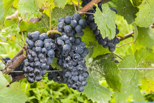 Осень винограда Пино Нуар — стоковое фото