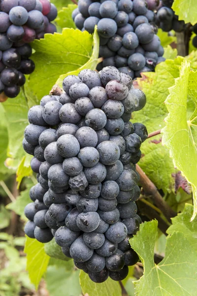 Піно Нуар виноград шампанське Франції — стокове фото
