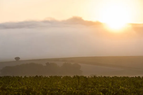 Sunrise Vineyard Villers-Marmery — Stock Photo, Image