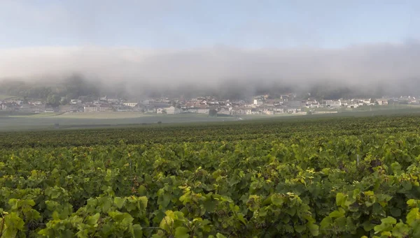 Verzenay på Misty Morning — Stockfoto