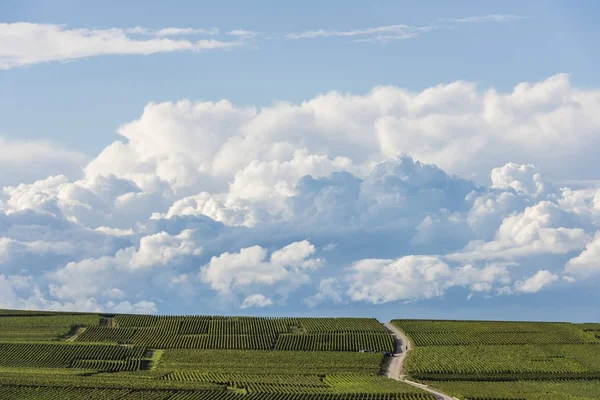 Vineyards Champagne Verzy — Stock Photo, Image