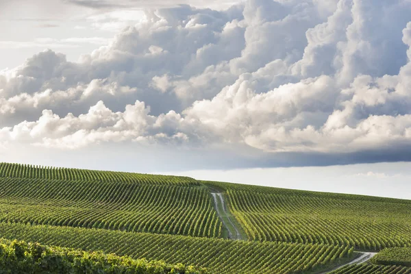 Vineyards Champagne with Clouds Verzy — Stock Photo, Image