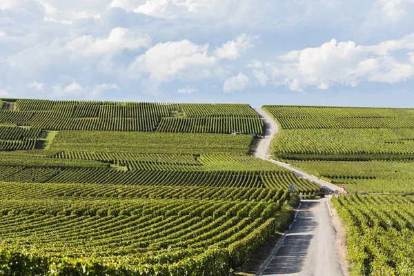 Vineyards Champagne with Road Verzy — Stock Photo, Image