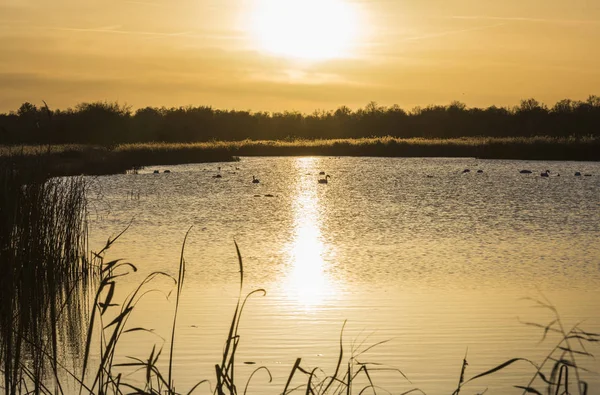 Vrijstaten See mit Schwänen — Stockfoto