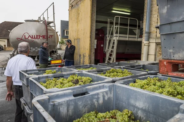 Campagne Harvest in Trepail — Stock Photo, Image