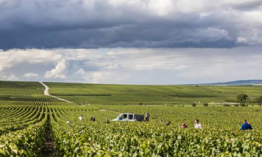 Şampanya Verzy hasat insanlar