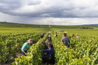 Verzy şampanya hasat insanlar
