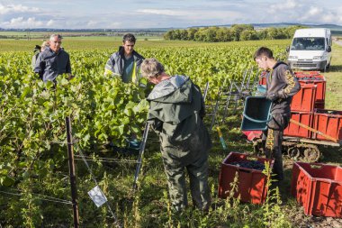 Pinot Noir Verzy içinde hasat insanlar 