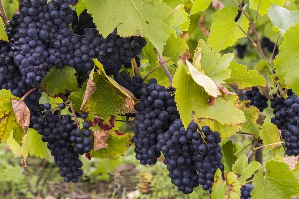 Піно Нуар виноград шампанське осінь — стокове фото