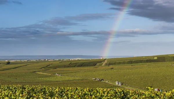 Champagne Harvest in Trepail with Rainbow — Stock Photo, Image