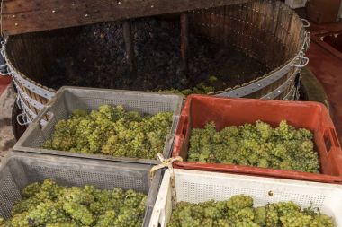 Chardonnay ve Pinot Noir şarap basın