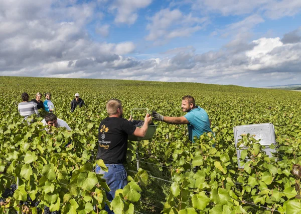 İşçiler şampanya bağ Verzy