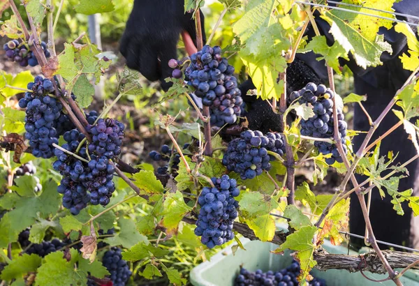 Сбор и резка винограда — стоковое фото